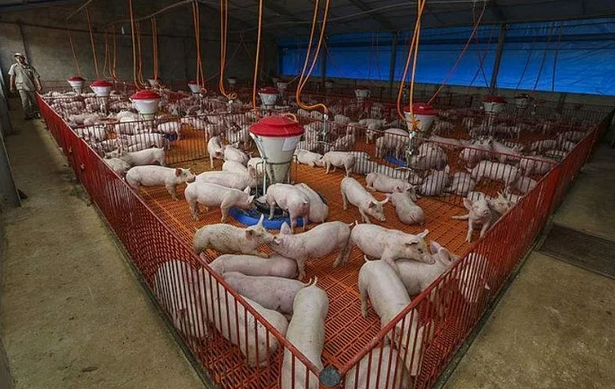 Uma balança de açougue, com um corte de carne bovina em um prato e um corte de carne suína em outro, mostrando um desequilíbrio acentuado. Ao fundo, um açougue moderno com iluminação suave.